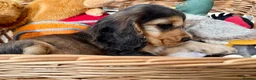 Cocker Spaniel dogs for sale: KC show cocker spaniel - last boy  - Advert 6
