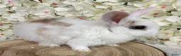 Mini Lop rabbits for sale: Mini lop X bunnies - Advert 4