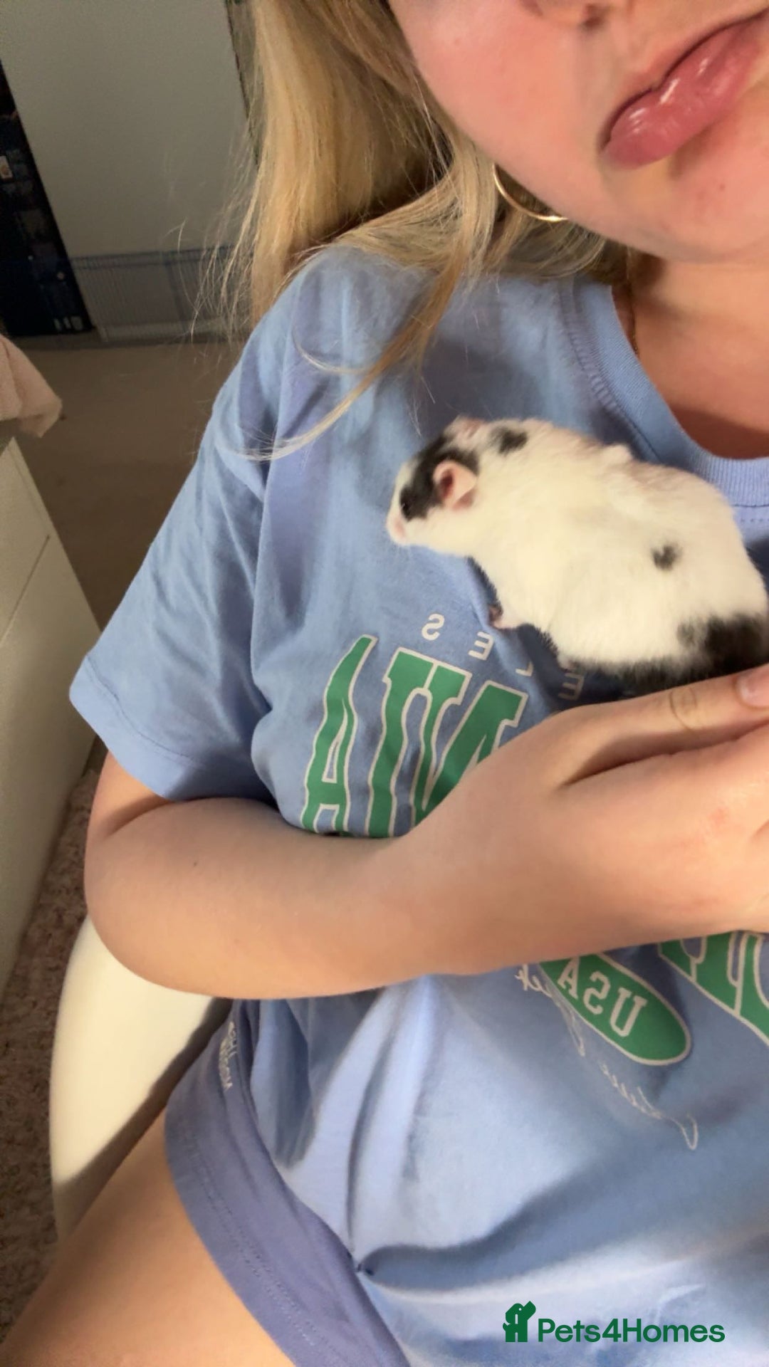 Hamster rodents for sale: Hamster for sale - Image 3