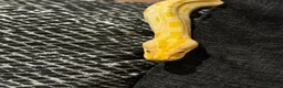 Python Snake reptiles for sale: Albino Python LARGE - Advert 5