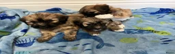 Lhasa Apso dogs for sale: Lhasa apso puppies for sale 🐶🐶🐶 - Advert 12
