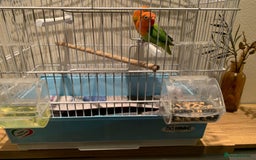 Lovebirds birds for sale: Breeding pair of love birds for sale - Image 10