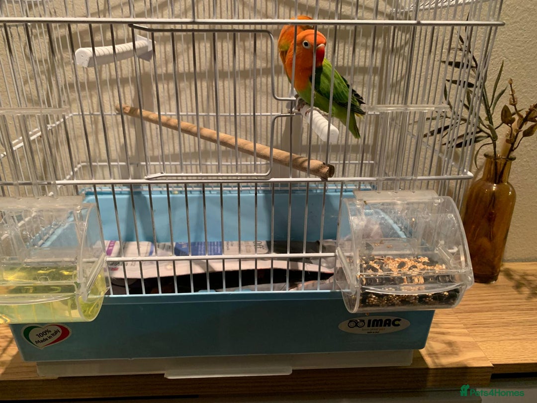Lovebirds birds for sale: Breeding pair of love birds for sale - Image 10