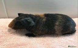 Guinea Pig rodents for sale: Skinny Boar - Werewolf Sow - Sow & Daughter Tweed  - Image 11