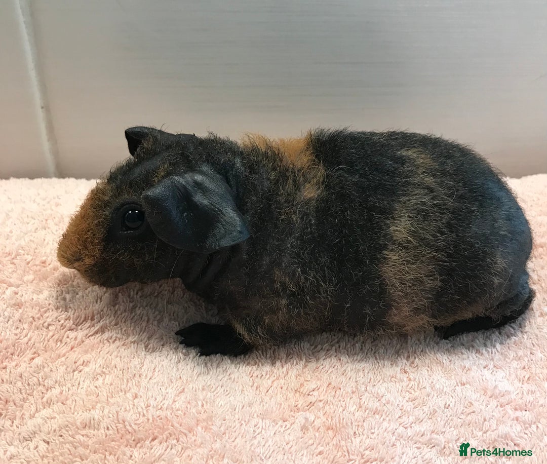 Guinea Pig rodents for sale: Skinny Boar - Werewolf Sow - Sow & Daughter Tweed  - Image 11