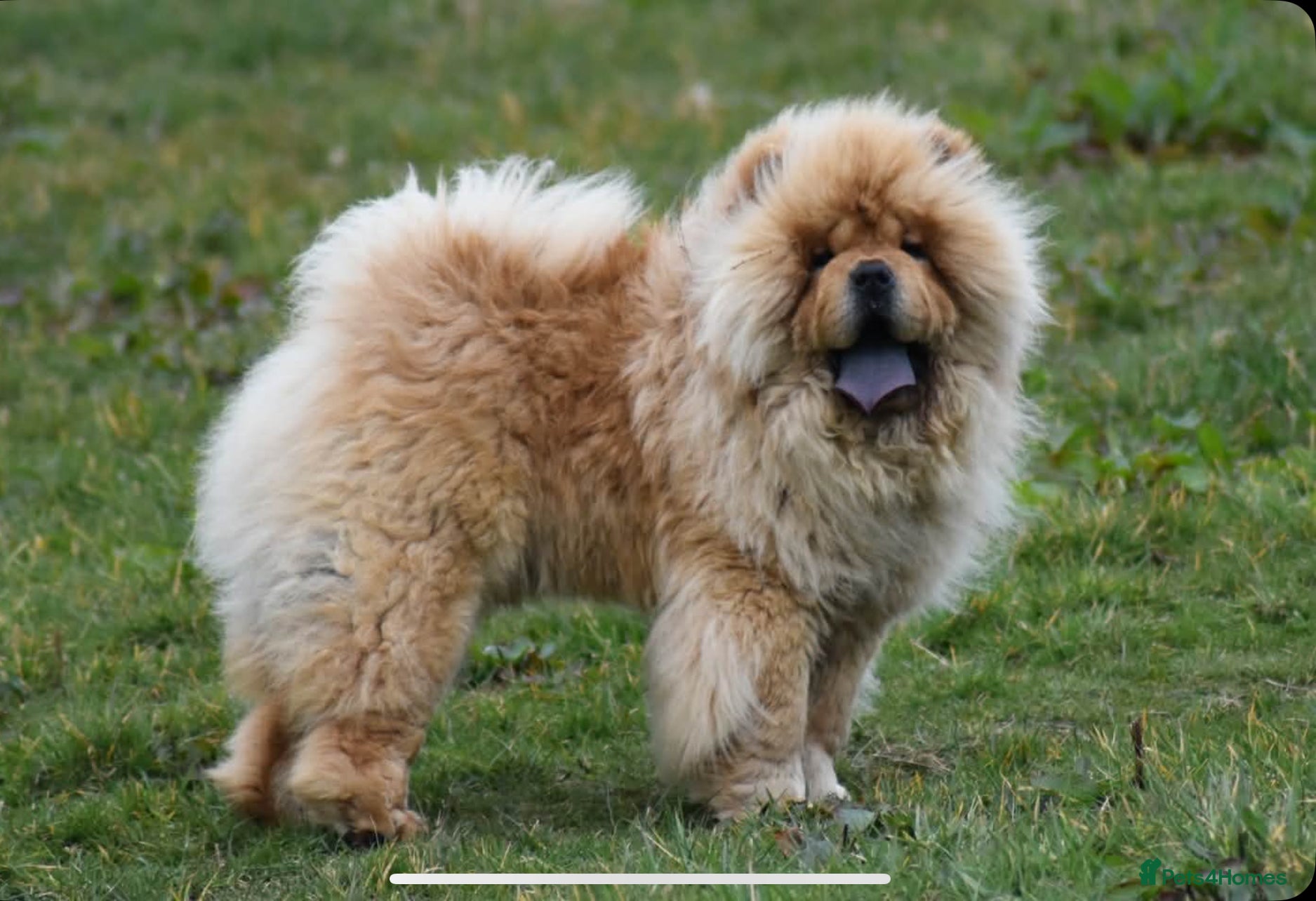 Chow Chow dogs KC chow chow puppies  - Advert 2