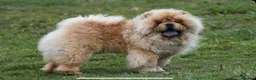 Chow Chow dogs for sale: KC chow chow puppies  - Advert 2
