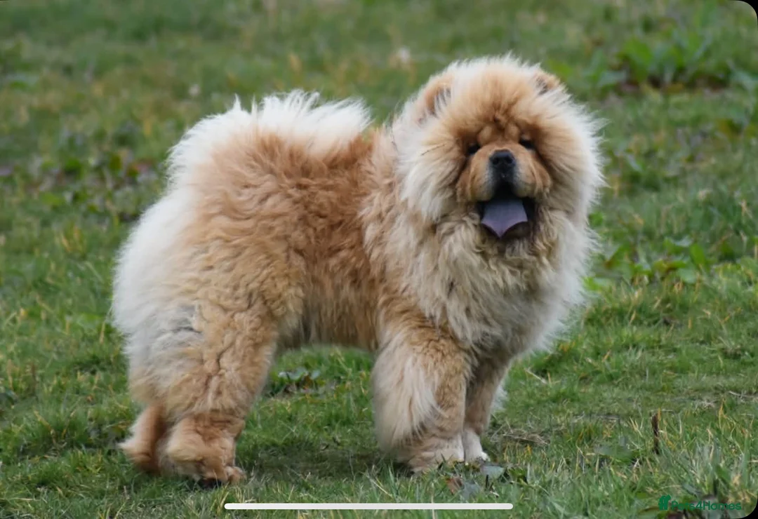 Chow Chow dogs for sale: KC chow chow puppies  - Advert 2