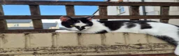 Mixed Breed cats for sale: Sweet pea is looking for a new home!  - Advert 4