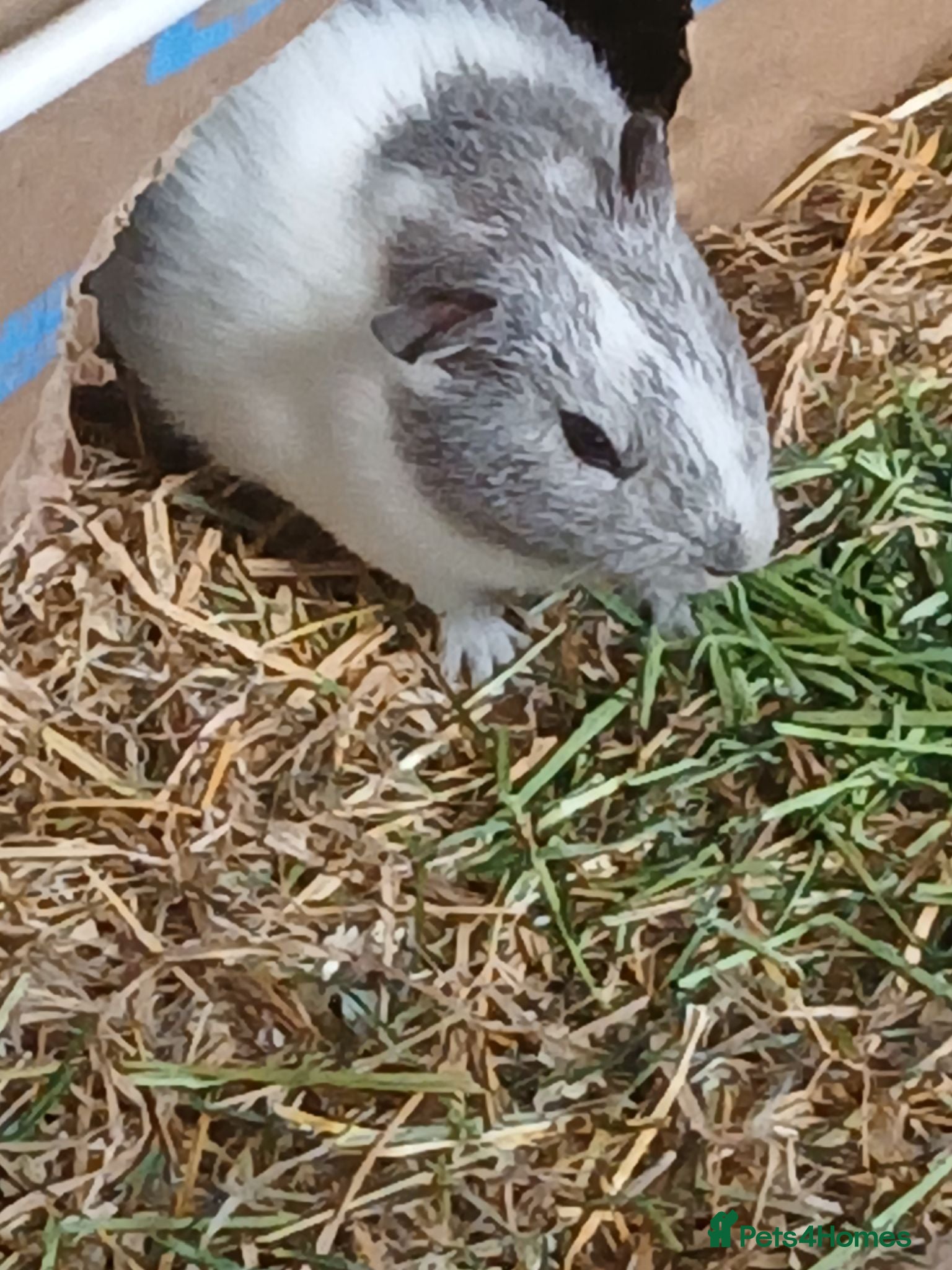 Guinea Pig rodents Baby boar Guinea Pigs for sale.  - Advert 2