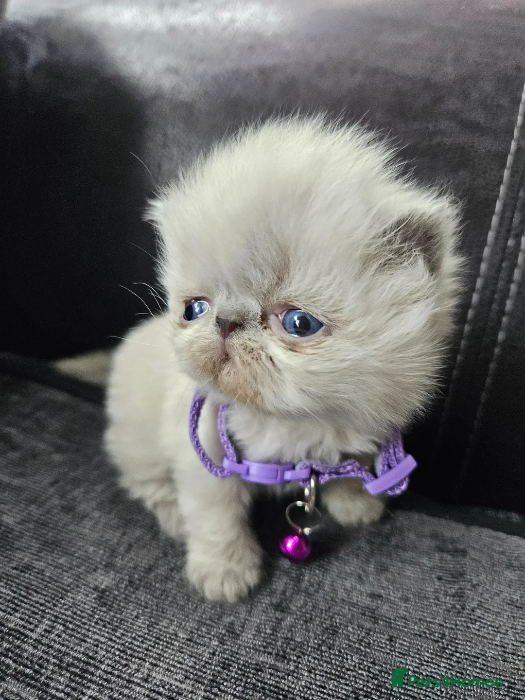 Persian cats for sale: 😻Stunning Pedigree Persian Kittens 😻 - Advert 11