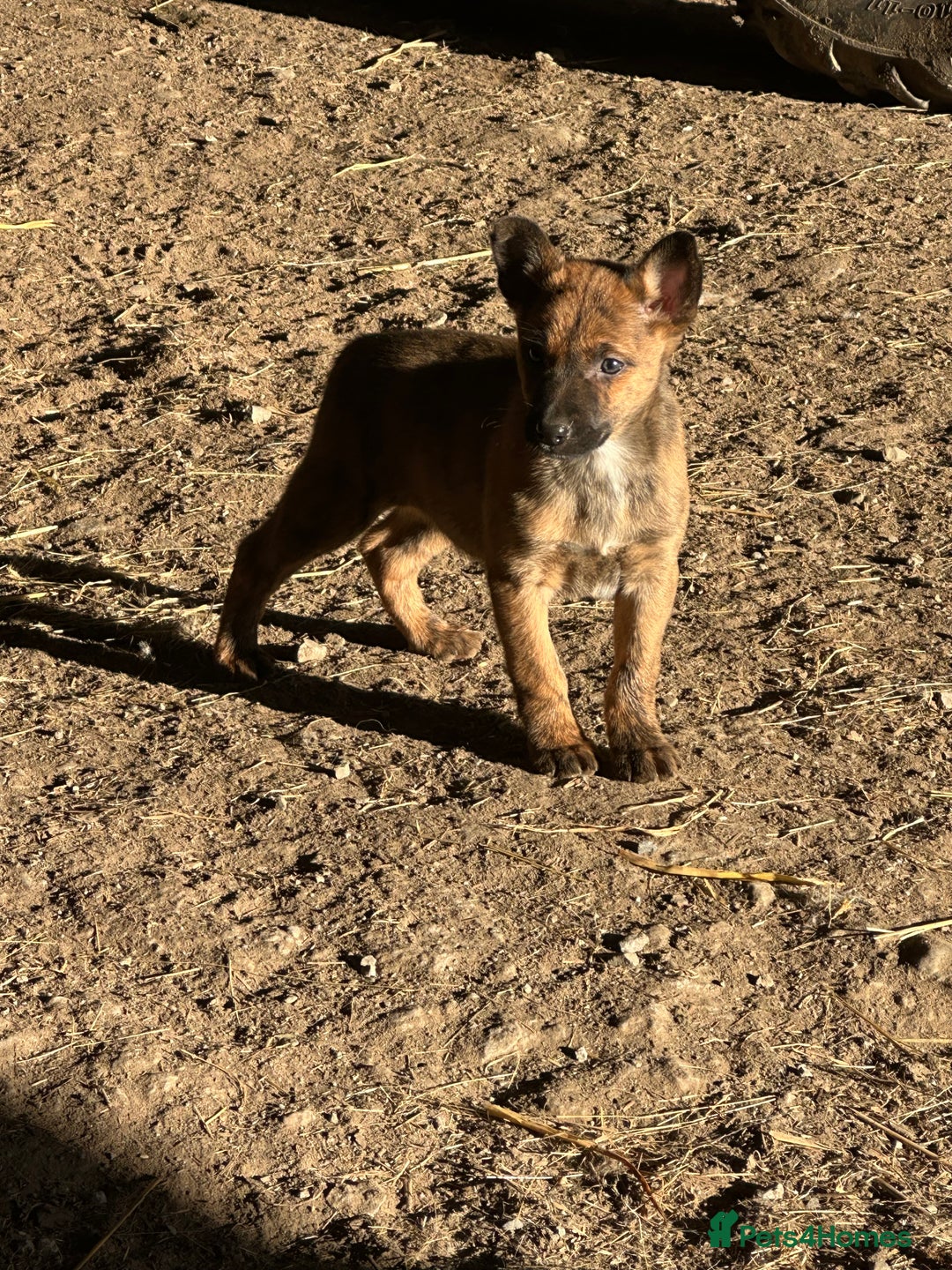 Mixed Breed dogs for sale: Kelpie x Collie puppies - Advert 14