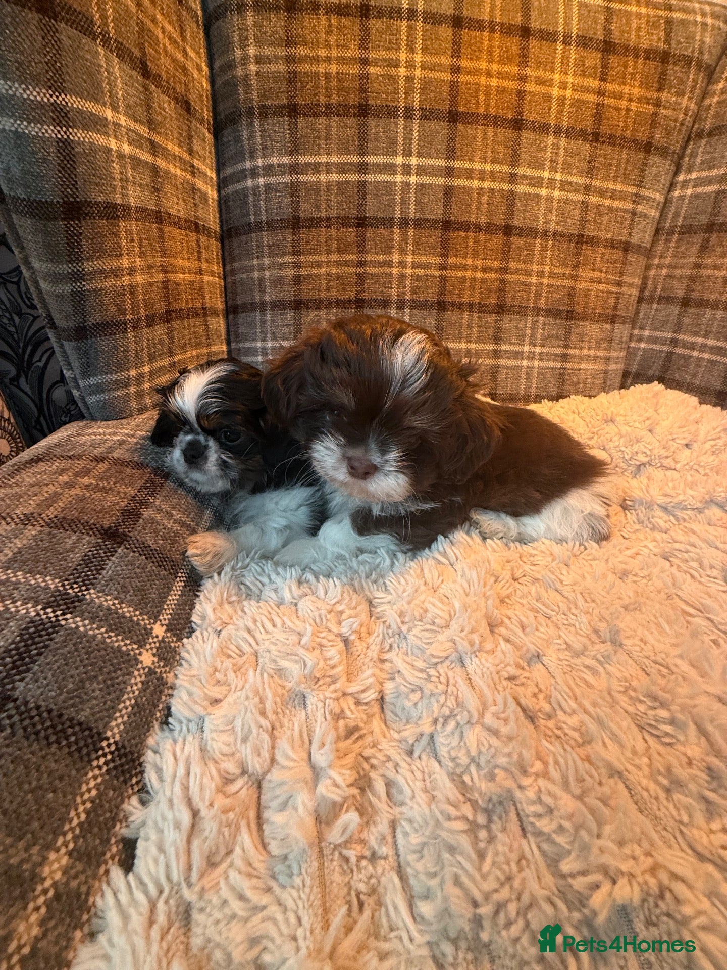 Shih Tzu dogs Imperial shihtzus  - Advert 1