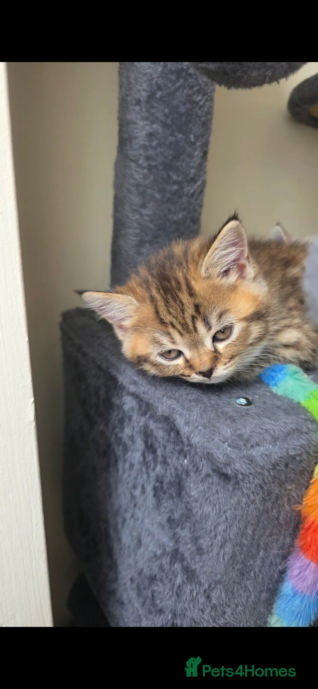 Mixed Breed cats for sale: Ragdoll mix with British shorthair  - Advert 2