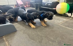 Border Terrier dogs for sale: Border Terrier Pups -Beautiful Pedigree  - Image 31