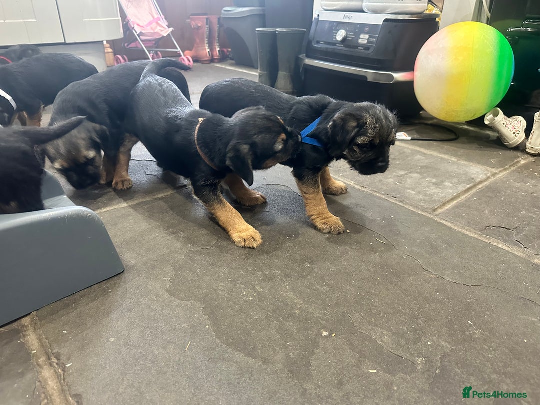 Border Terrier dogs for sale: Border Terrier Pups -Beautiful Pedigree  - Image 31