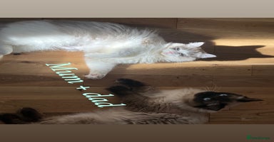 Ragdoll cats - Advert 15