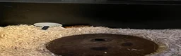 Corn Snake reptiles for sale: Kia the corn snake  in Cheltenham - Advert 5