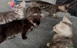 Bengal cats for sale: Well socialised bengal kittens - ready 21/12/25 - Advert 3