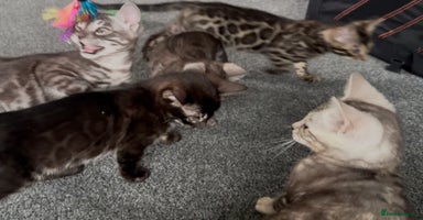 Bengal cats Well socialised bengal kittens - ready 21/12/25 - Advert 5