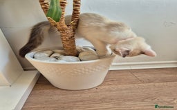 Ragdoll cats for sale: Ragdoll female - Image 3