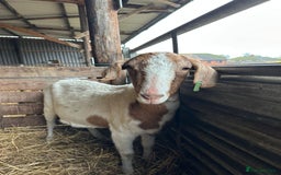 Goats livestock for sale: Lovely motherly Nanny - Advert 1