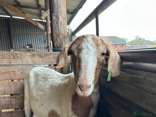 Goats livestock for sale: Lovely motherly Nanny - Advert 4