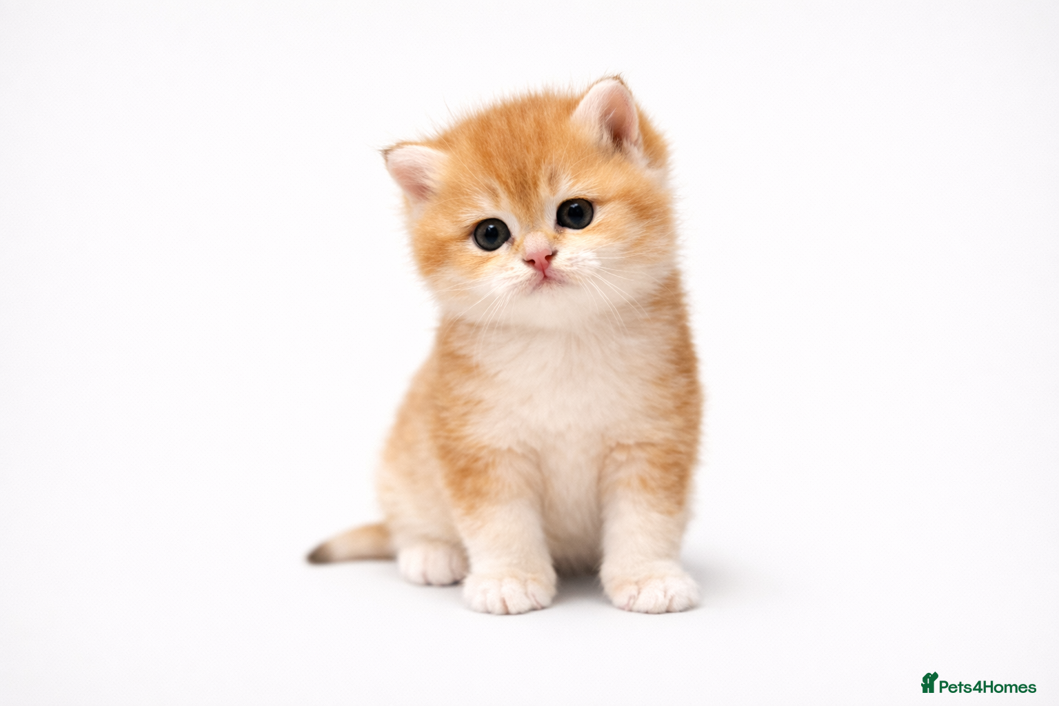 British Shorthair cats GCCF/TICA Stunning Golden BSH Chinchilla Kittens  - Advert 2