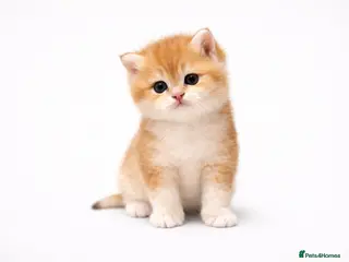 British Shorthair cats GCCF/TICA Stunning Golden BSH Chinchilla Kittens - Advert 1