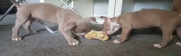 American Bully dogs for sale: American pocket bully puppies - Advert 26