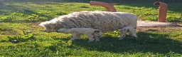 Sheep livestock for sale: In need of a loving home! - Advert 10