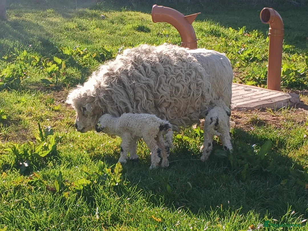 Sheep livestock for sale: In need of a loving home! - Advert 10