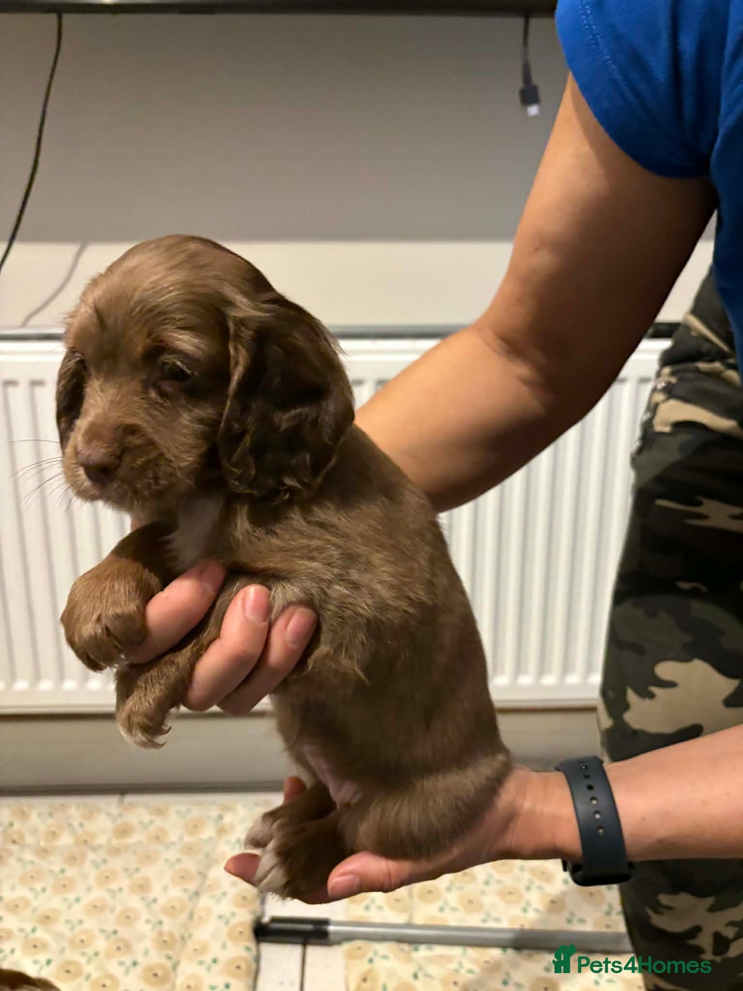 Cocker Spaniel dogs for sale: KC reg parents DNA health tested “show type”   - Advert 2