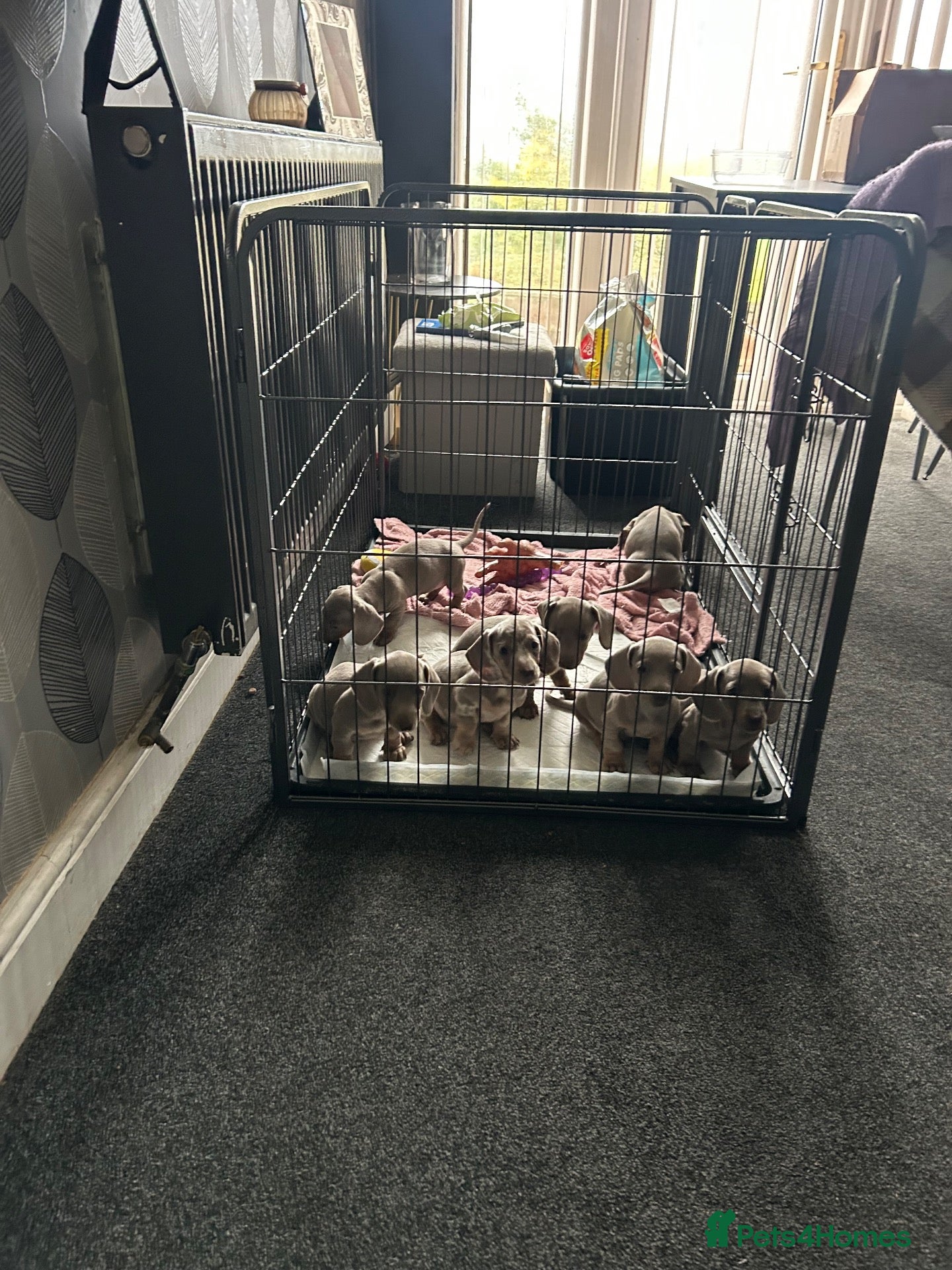 Miniature Dachshund dogs for sale: Miniature dachshund - Advert 3