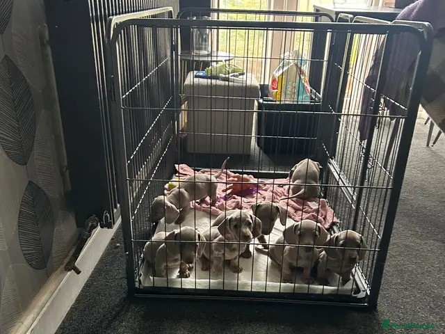 Miniature Dachshund dogs for sale: Miniature dachshund - Advert 3