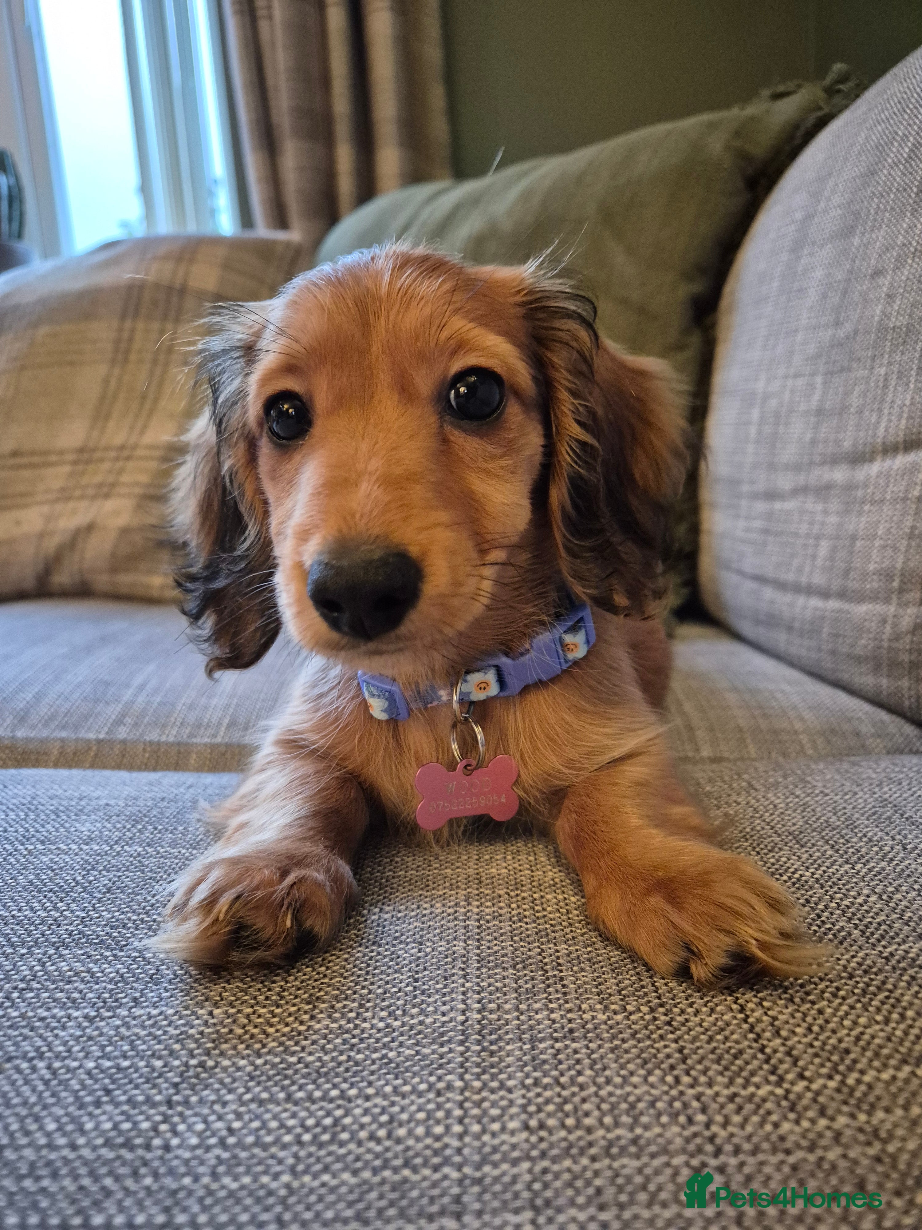 Miniature Dachshund dogs Rosie Mini Dauchoud  - Advert 1