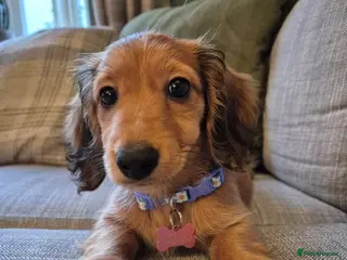 Miniature Dachshund dogs Rosie Mini Dauchoud - Advert 1