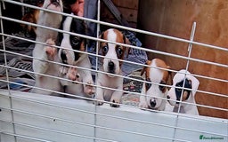 Jack Russell dogs for sale: Small Jack Russell terrier puppies  - Image 1