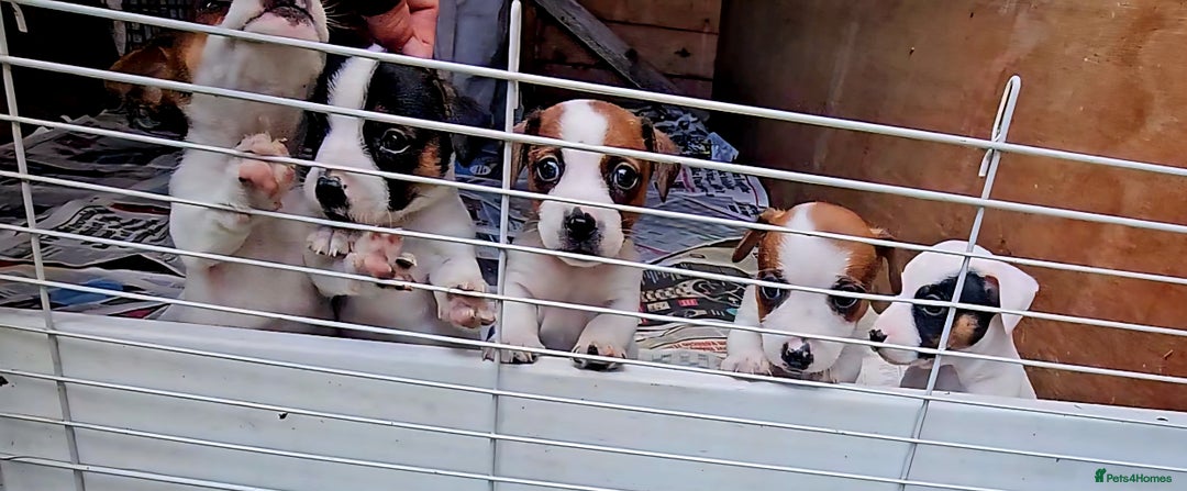 Jack Russell dogs for sale: Small Jack Russell terrier puppies  - Image 1