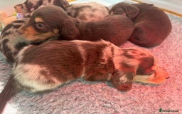 Miniature Dachshund dogs for sale: Miniature Long Haired Dachshund **Last Boy** in Saint Helens - Image 15