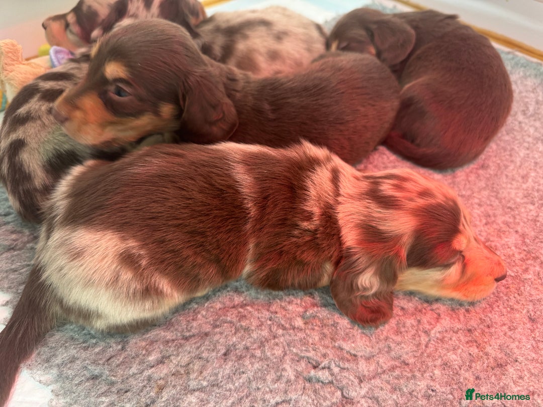 Miniature Dachshund dogs for sale: Miniature Long Haired Dachshund **Last Boy** in Saint Helens - Image 15