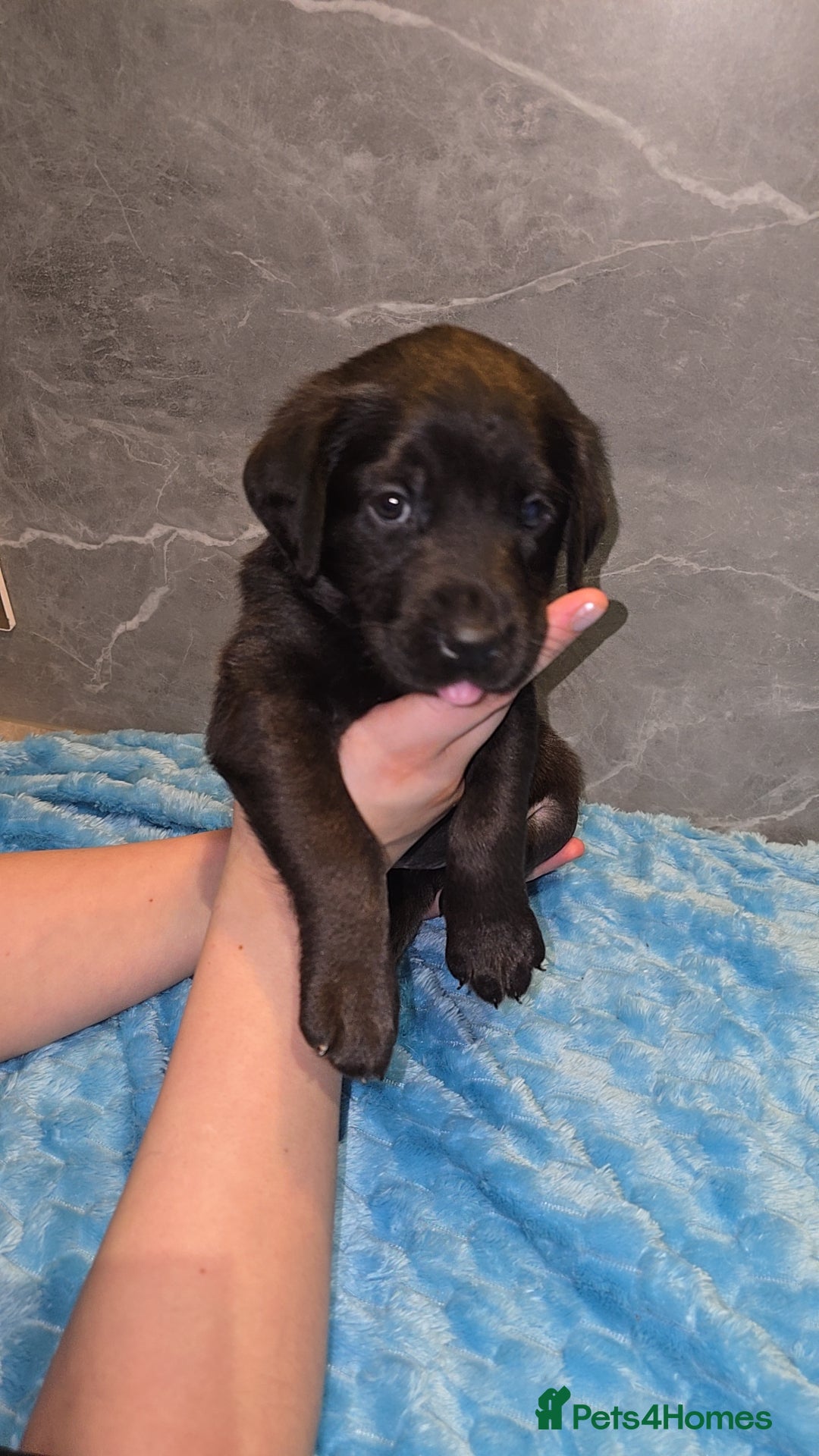 Labrador Retriever dogs KC Registered Charcoal Labrador Puppies 🩵🩷🩵 - Advert 5