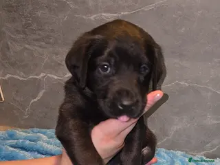 Labrador Retriever dogs KC Registered Charcoal Labrador Puppies 🩵🩷🩵 - Advert 5
