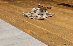 Mixed Breed dogs for sale: Boarder terrier x jack Russell last girl - Image 1