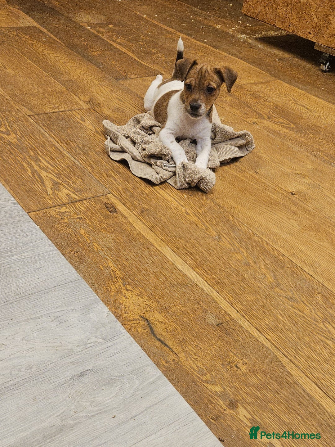 Mixed Breed dogs for sale: Boarder terrier x jack Russell last girl - Image 1