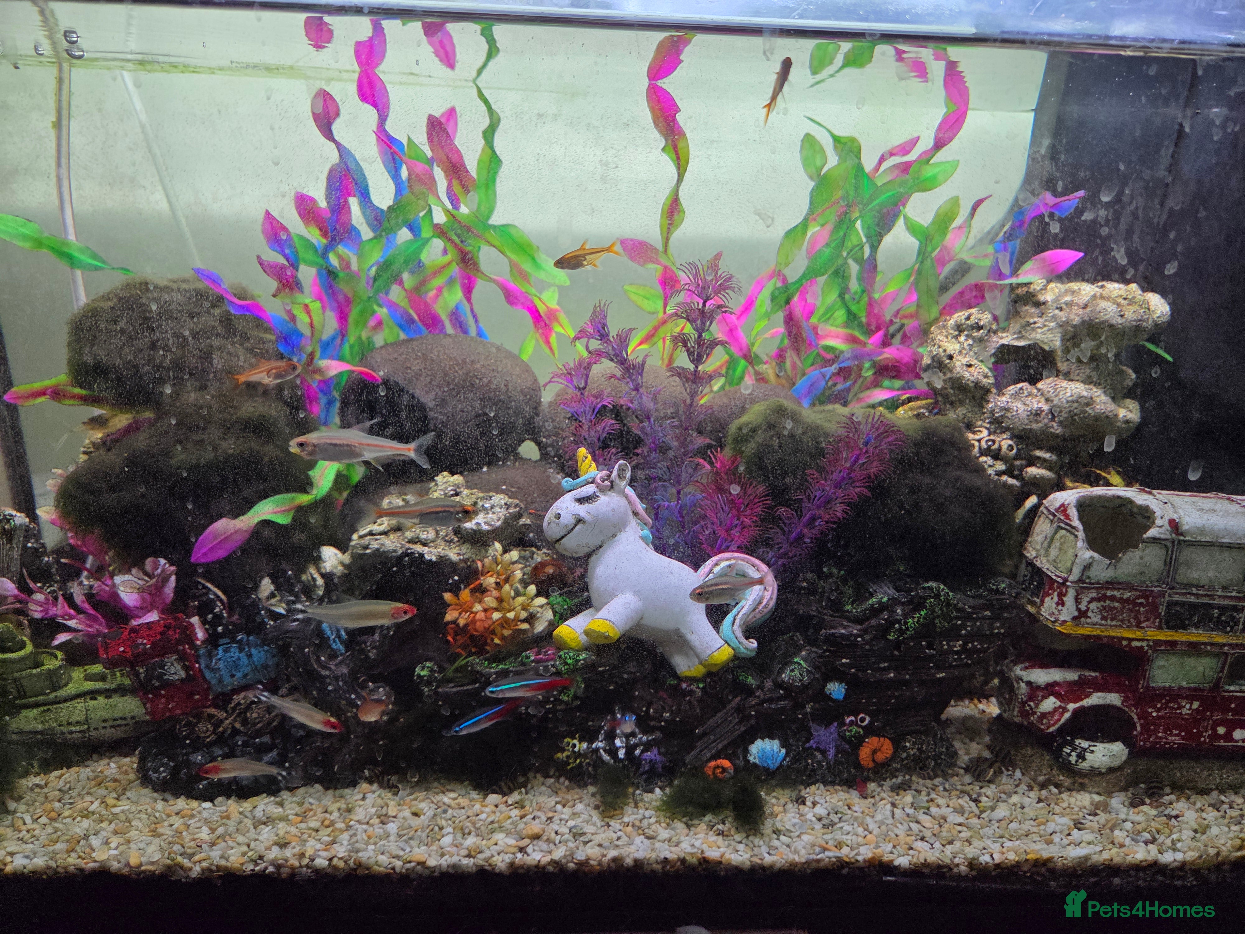Tetras fish 🐟🦐🐌Various tropical fish, snails and shrimp in Milton Keynes - Advert 7