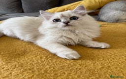 Scottish Fold cats for sale: Adorable Pure Scottish Fold Chinchilla Kittens in South Ockendon - Image 21