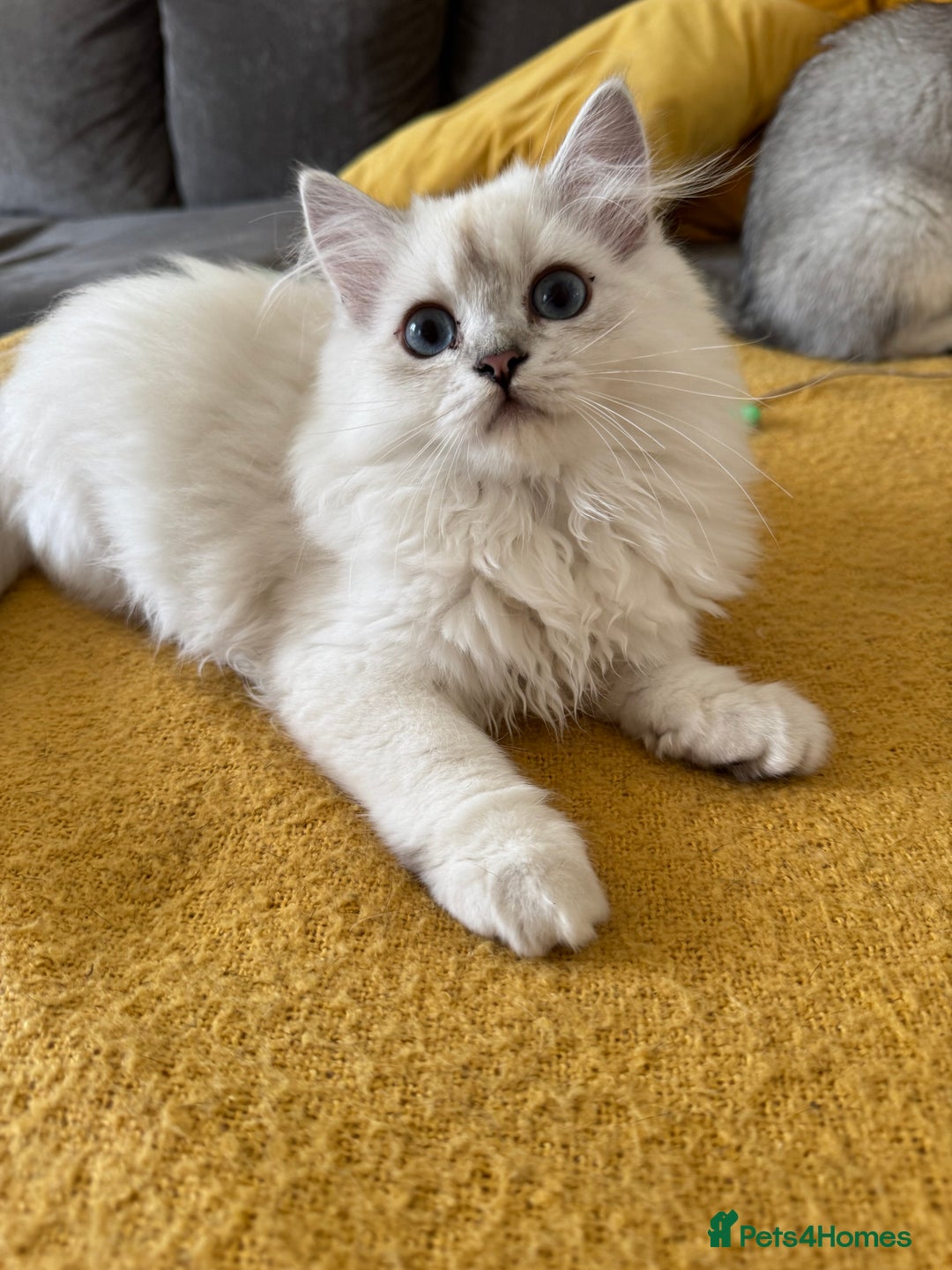 Scottish Fold cats for sale: Adorable Pure Scottish Fold Chinchilla Kittens in South Ockendon - Image 21