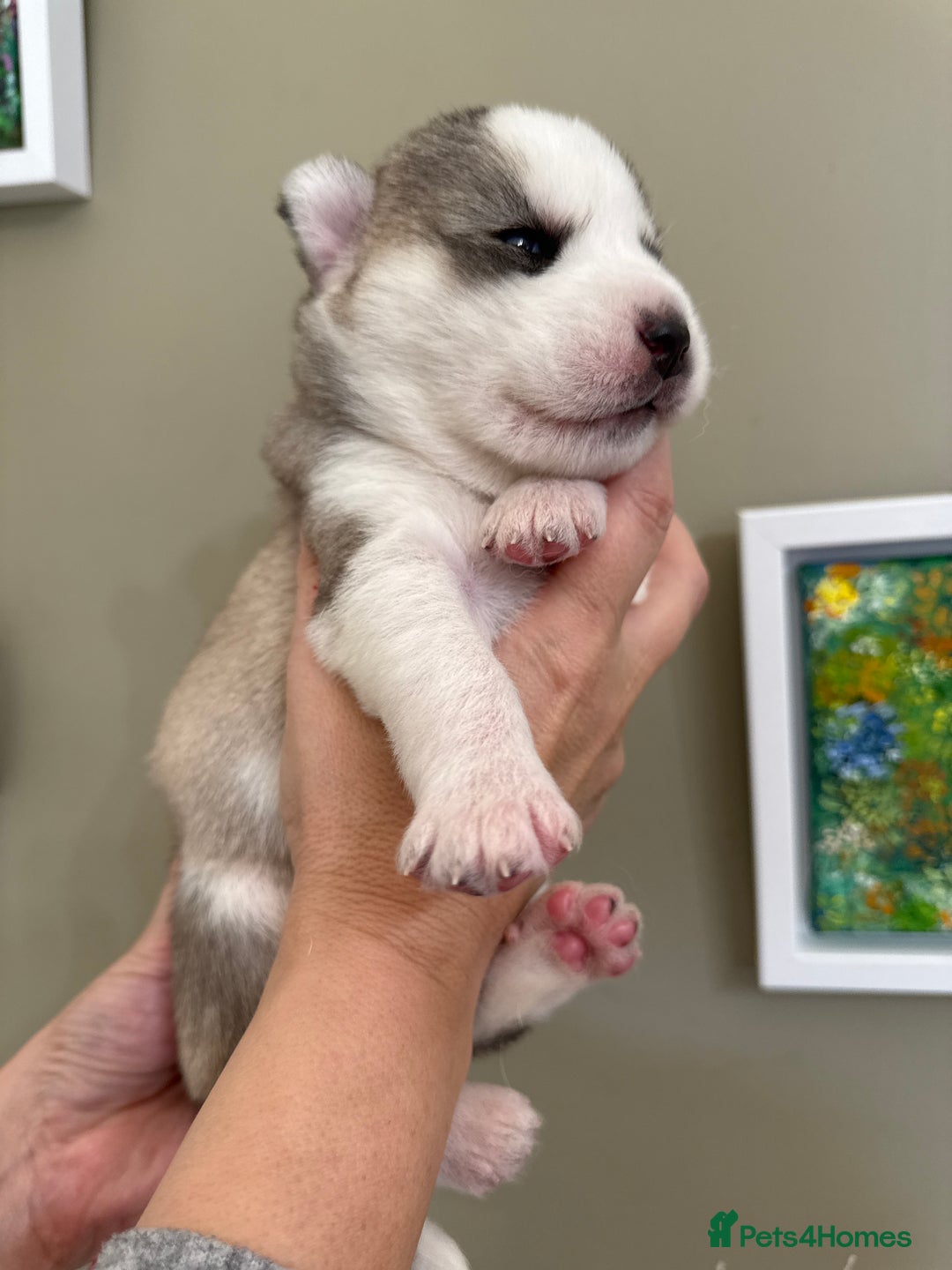 Siberian Husky dogs for sale: SIBERIAN HUSKY  - Image 4