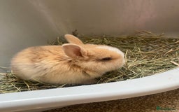 Lionhead rabbits for sale: ⭐️Beautiful Lionhead bunnies⭐️ - Image 5